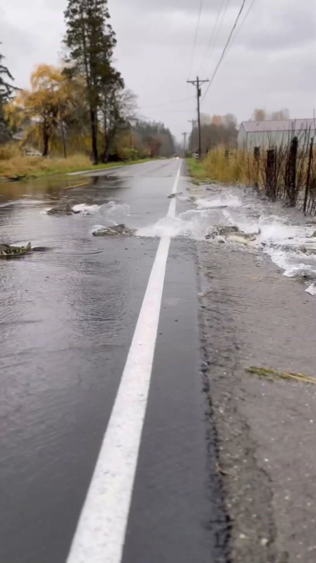 Migrating Salmon Cross Flooded Road || ViralHog