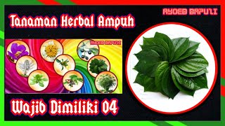 Powerful Herbal Plants Must Have 04 @ayoebbapuzi