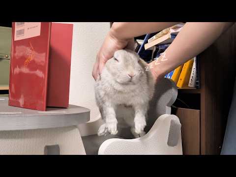 うさぎの痒み、すぐに試せる原因別対策を飼い主が解説