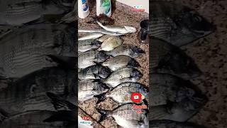 Balık avı zamanı zargana, levrek, istavrit, iskorpit,tarak,eskina kış balığı,zargoz