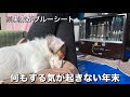 【年末帰省】ブルーシートの実家