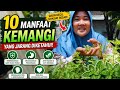 Jangan Remehkan Daun Kemangi! 10 Manfaat Luar Biasa untuk Tubuh 