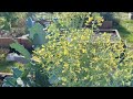 Bees buzzing the broccoli flowers - December 29, 2024