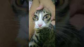 INI MIMI