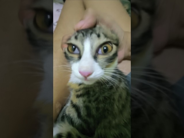 INI MIMI