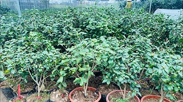 Hoa Trà Cổ, Trà Thâm Bát Diện, Trà Bạch, Trà Nhuỵ Thơm, Trà Cung Đình Đang Vào Mùa Nụ Đón Tết Âm