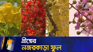 গ্রীষ্মে প্রকৃতিতে রঙের ছটা | Summer flower | Maasranga News