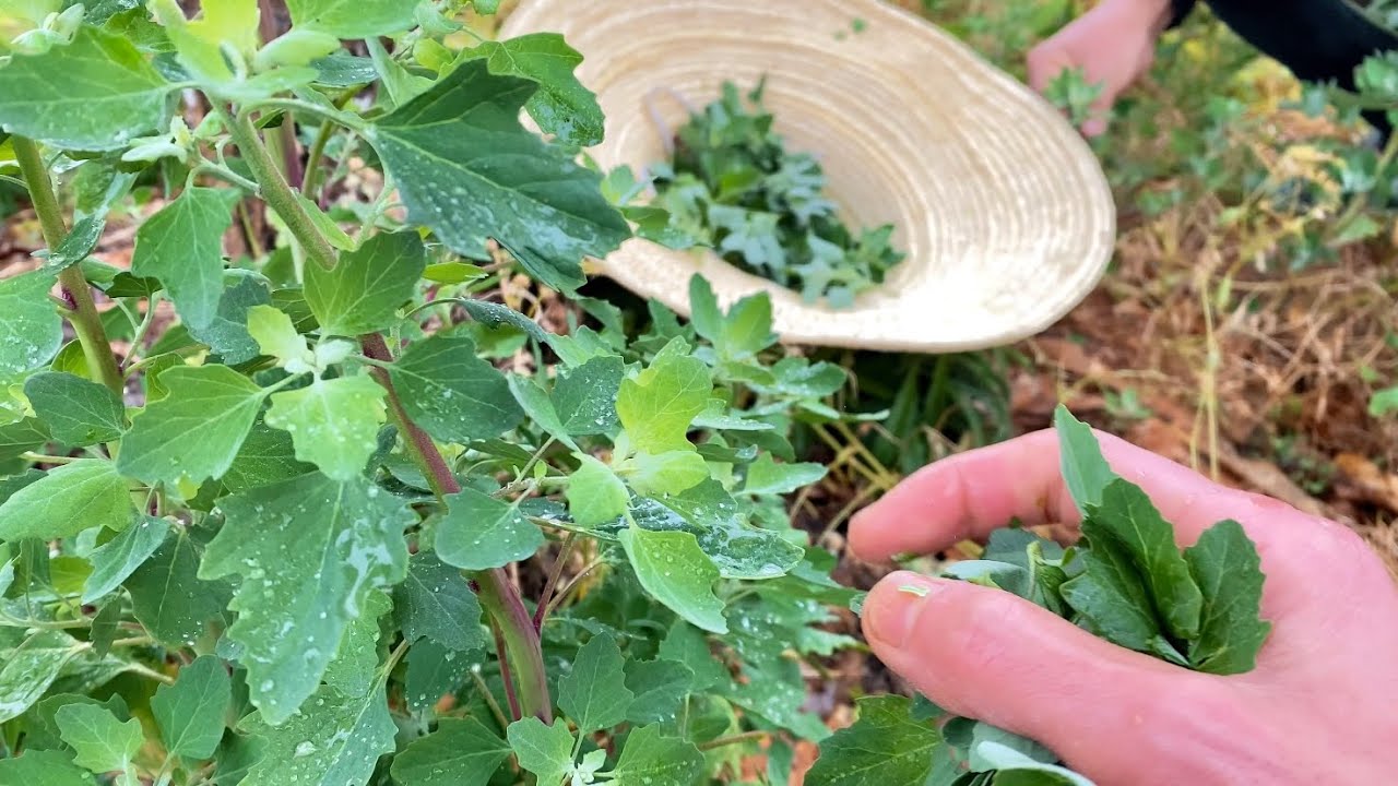 foraging-wild-edibles-plants-chenopodium-album-recipes-youtube