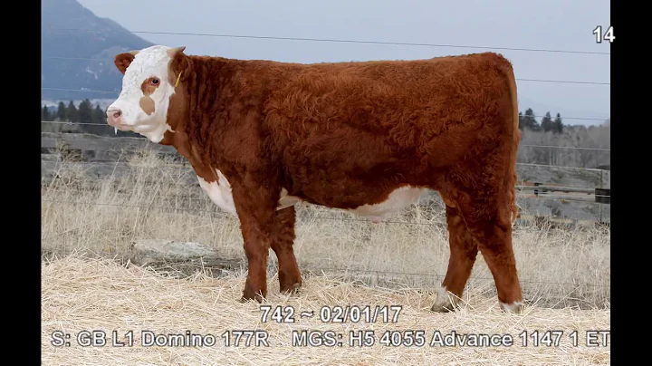 Lot 14 ~ H5 177 Domino 742