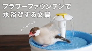 フラワーファウンテンで水浴びする文鳥【文鳥と暮らすvol.057】Javasparrow