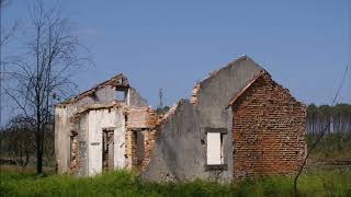 Pinhal de Leiria depois do grande incêndio