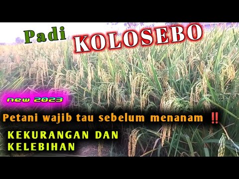 PADI KOLOSEBO 02 TERBARU