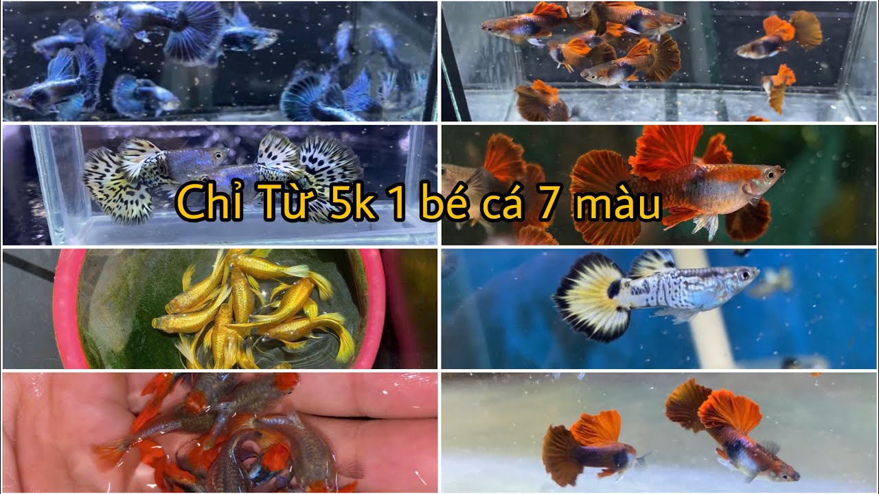 Xã Cá 7 Màu Cuối Năm Giá Siêu Rẻ