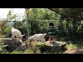 アルプスの少女ハイジの世界♪子ヤギと遊ぶ2