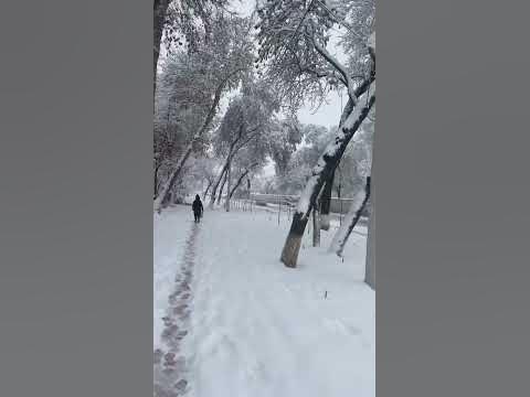 В ТАШКЕНТЕ СНЕГОПАД!!!РАЗВЕ ТАКАЯ ПОГОДА ВОЗМОЖНА ЗДЕСЬ? #ташкент # ...