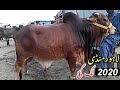 Lahore mandi lag gai-shahpur kanjra mandi lahore 2020-Mandi price update-cow mandi 2020-Bakra eid