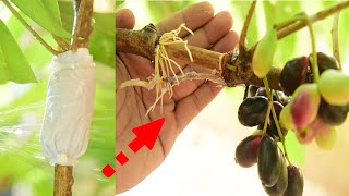 Java Plum Tree Growing Fast With Tissue Paper ~ How To Propagate Java Plum Tree from cuttings