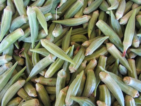 Wszystko O Uprawie Okra Ketmia Jadalna Uprawa Warzyw
