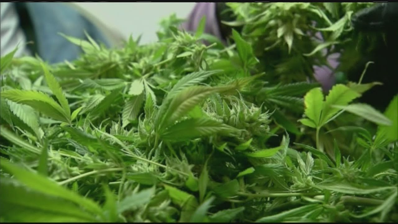 Medical marijuana dispensary to open in Holyoke YouTube