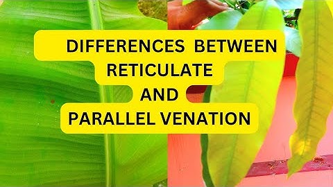 venation leaf | parellal venation | Reticulate venation | #MorphologyOfFloweringPlantsClass11