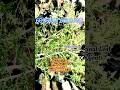 Cherbela Leaves For Goats | Medicinal leaf for Goats | Cherbela Tree Leaf For Goats | Green Leaf
