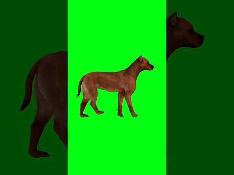 Dog walking green screen animation video#animation #chromakey #dailygreenscreen #shorts