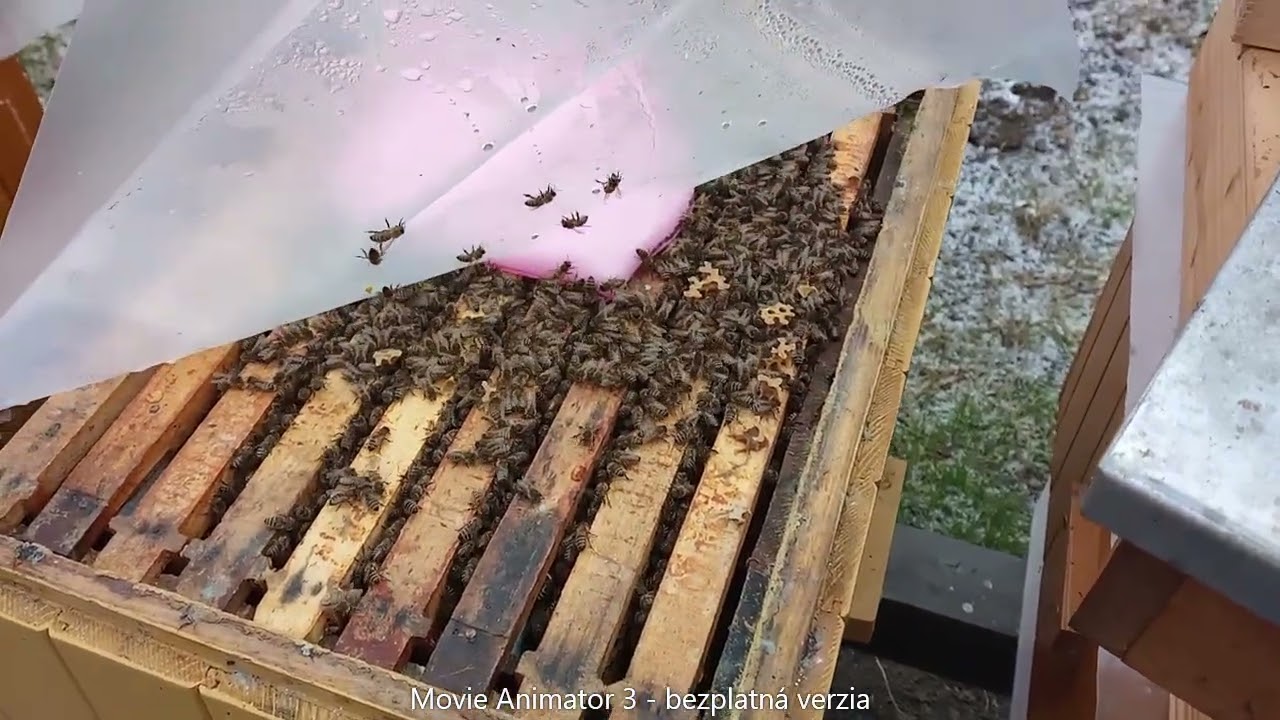 015 Sedenie včelstiev 2 dni po zoptimalizovaní plodiska