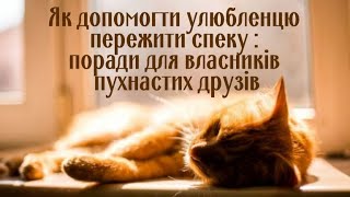 Як допомогти улюбленцю пережити спеку  Поради для власників пухнастих друзів