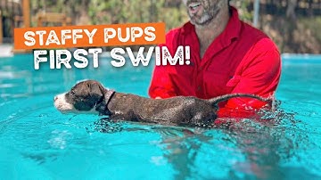 Puppies Swimming for The FIRST Time in Swimming Pool | The Farm