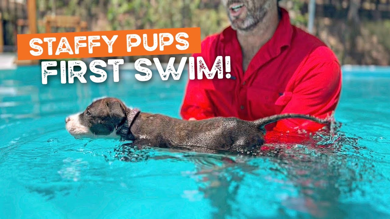 Щенки впервые плавают в бассейне | Ферма