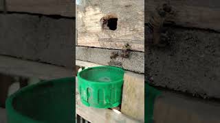 bees recognized their hives....