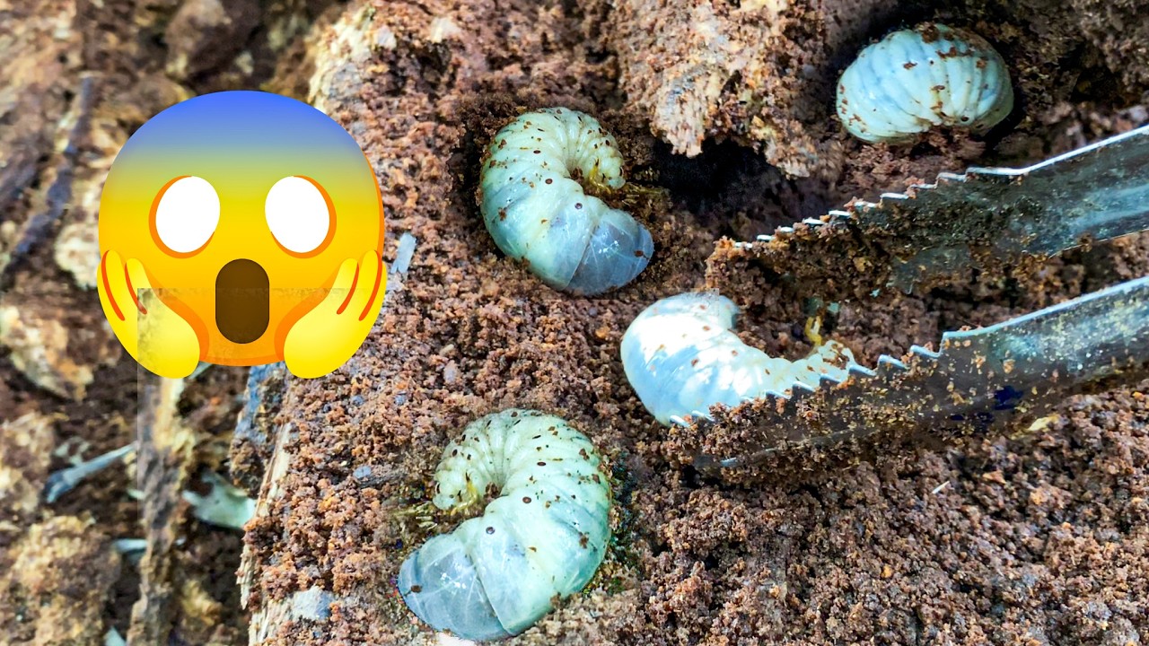 Found a Giant Beetle Larva Inside a Coconut Tree!