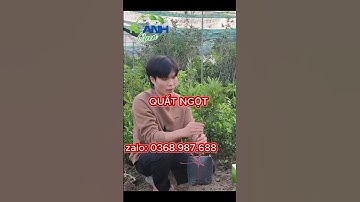 Trồng quất ngọt tại nhà: Vừa đẹp vừa có quả ngon