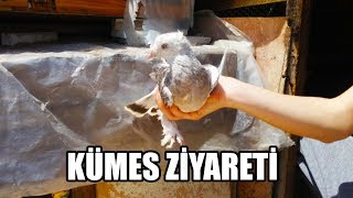 Download lagu Kümes Ziyareti Emircanın Yeni Güvercinleri Kümes Ziyareti Emircanın Yeni Güvercinleri