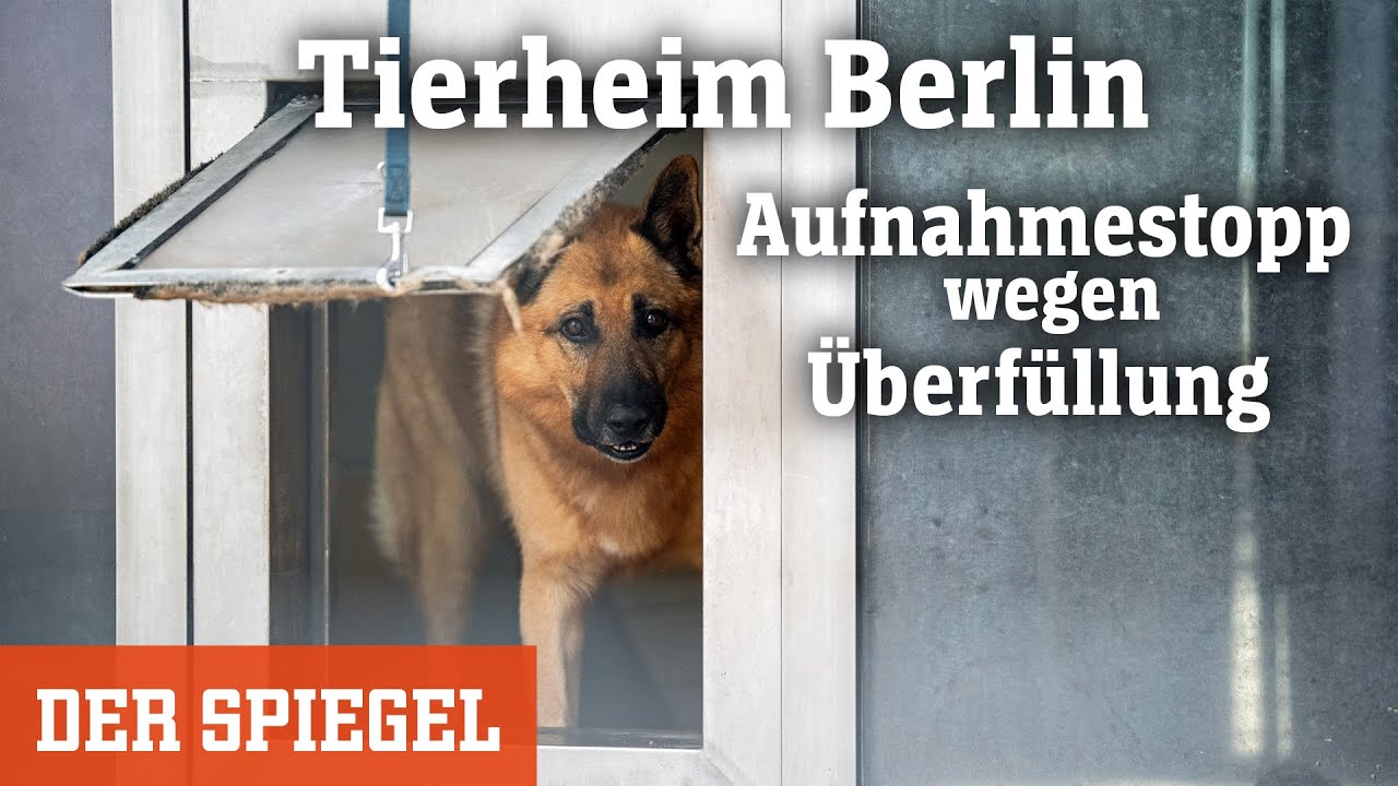 Aufnahmestopp in Berlin: Kaum erzogen, kaum sozialisiert – darum landen so viele Coronatiere im Heim