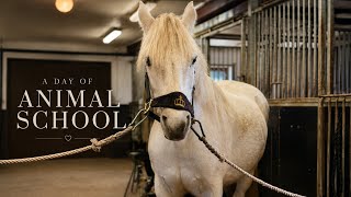 This School Has Real Animals🐄🐷🐮🐭| Sweden Animal School 🇸🇪 @NordicNatureBites