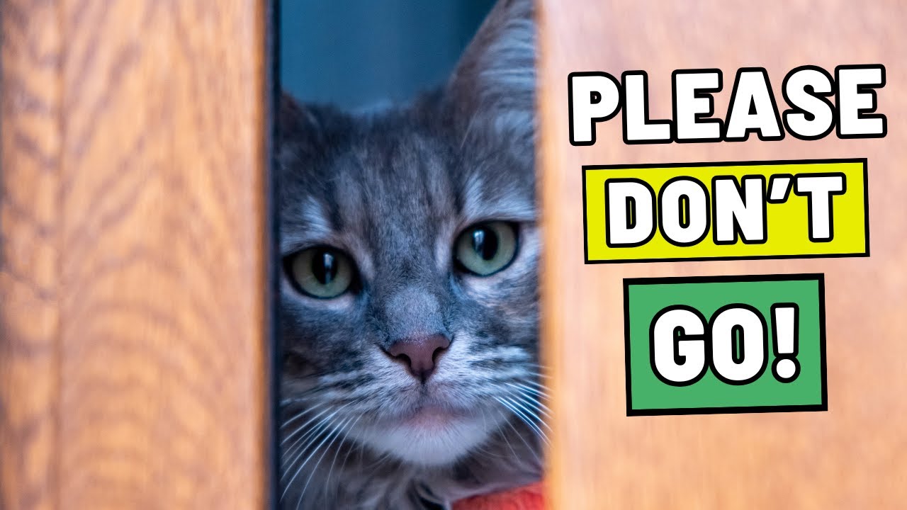 Эти 7 вещей разбивают кошке сердце, когда вы оставляете её одну.