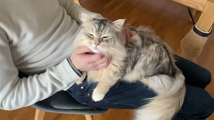 Video 4294971: siberian cat, sweet siberian, happy cat purring, cats catlover, cuddling purring, cat jumping