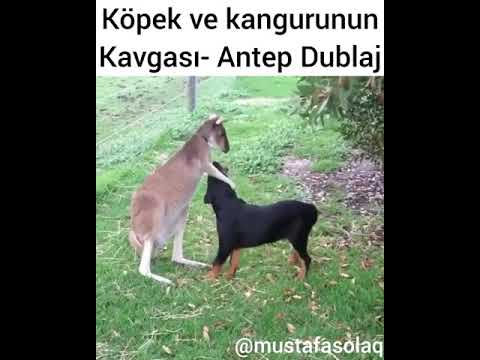 Köpek ve kanguru kavgası  Antep dublaj