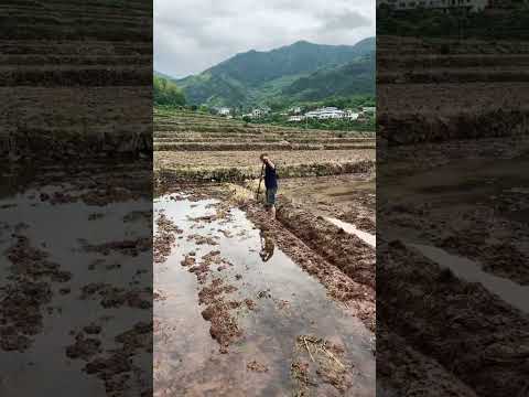 It's time to start planting the rice fields again.