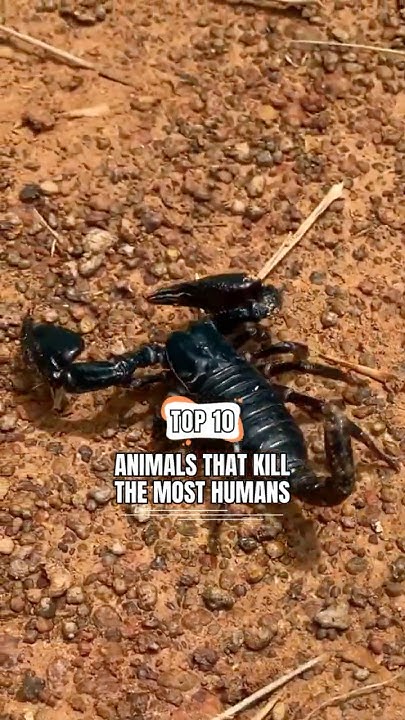 Top 10 Animals That Kill The Most Humans shorts animals YouTube top-10-animals-that-kill-the-most-humans-shorts-animals-youtube