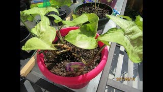 Nephthytis Cuttings & Care