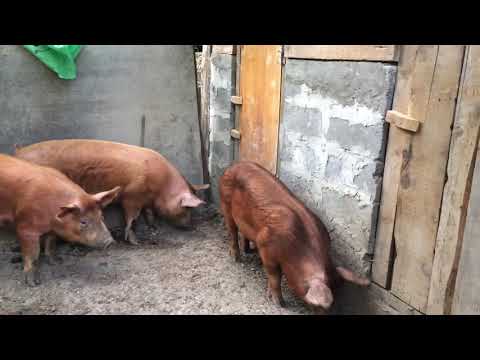 დუროკის საკერატეები