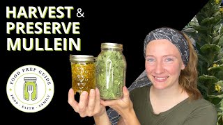 How to Harvest, Preserve, and Use Mullein
