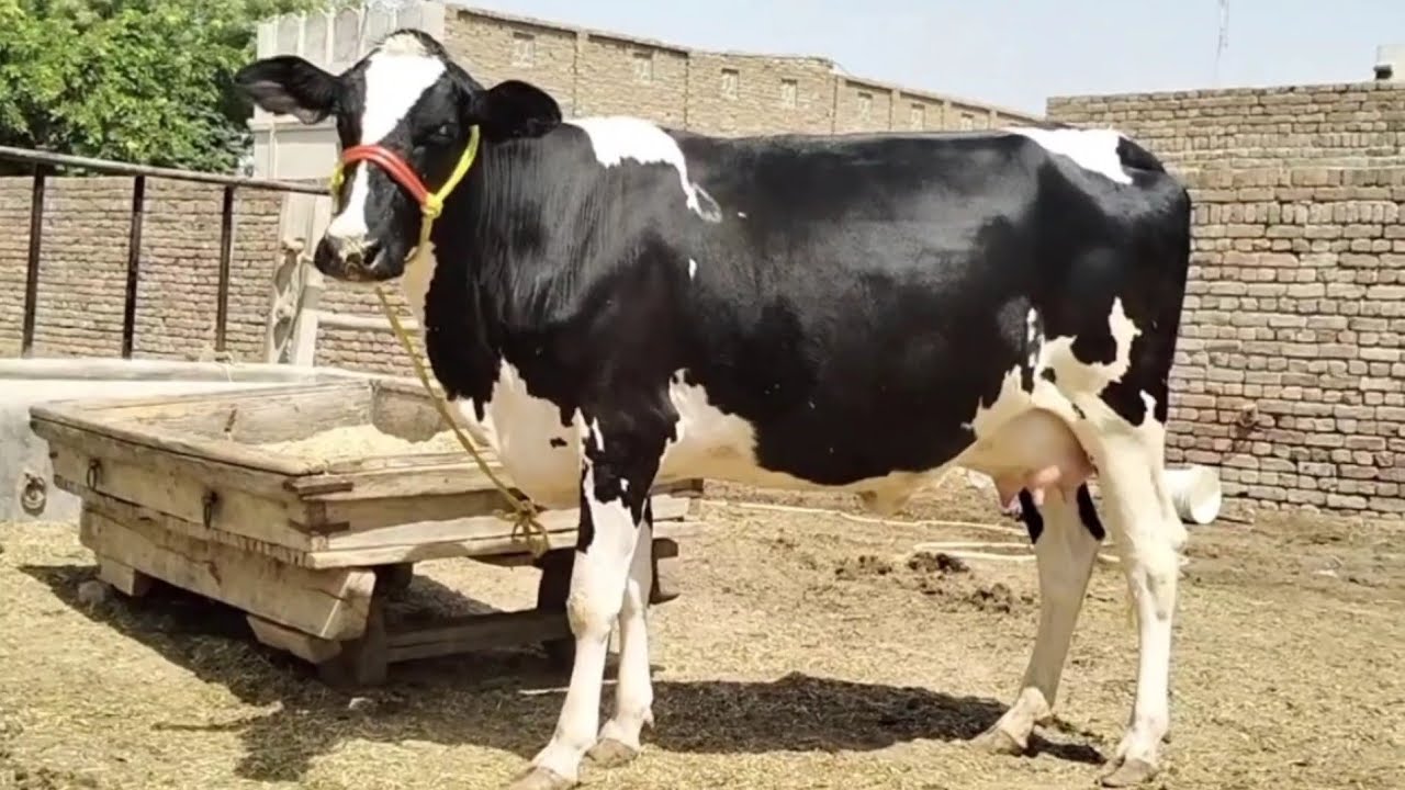 cow for sale holstein friesian cows for sale in pakistanholstein