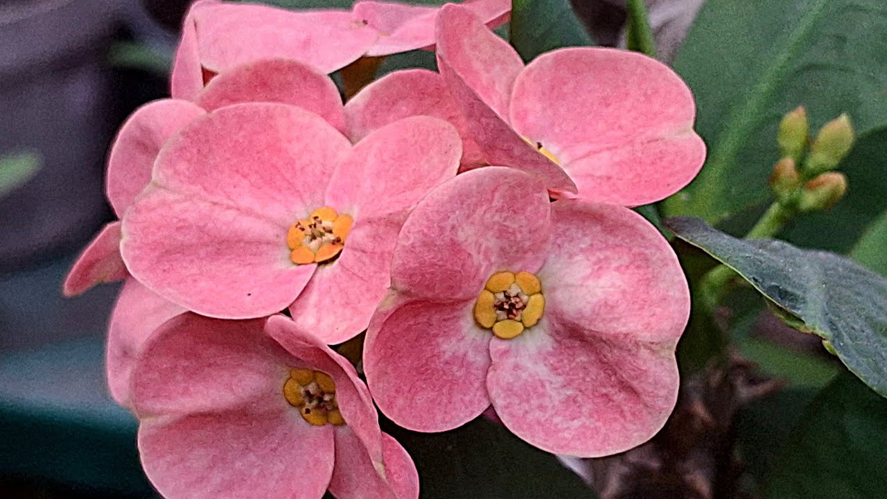 FLORACIÓN facil y GARANTIZADA de coronas de cristo sin gastar nada de Dinero 