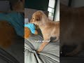 No alarm clock needed... #dogsofyoutube #dog #dogs #husky #goldenretriever #puppy