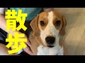 【Vlog vol.1】FUKUちゃん公園でお散歩記録。お友達ワンコにあってビビる、そして怒られる。