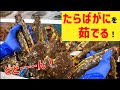 【たらばがには何分茹でる？！】北海道産の大きなたらばがにを茹でる！