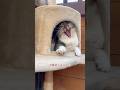 外猫の爪切りタイミングはハウスで寝ている時がチャンス